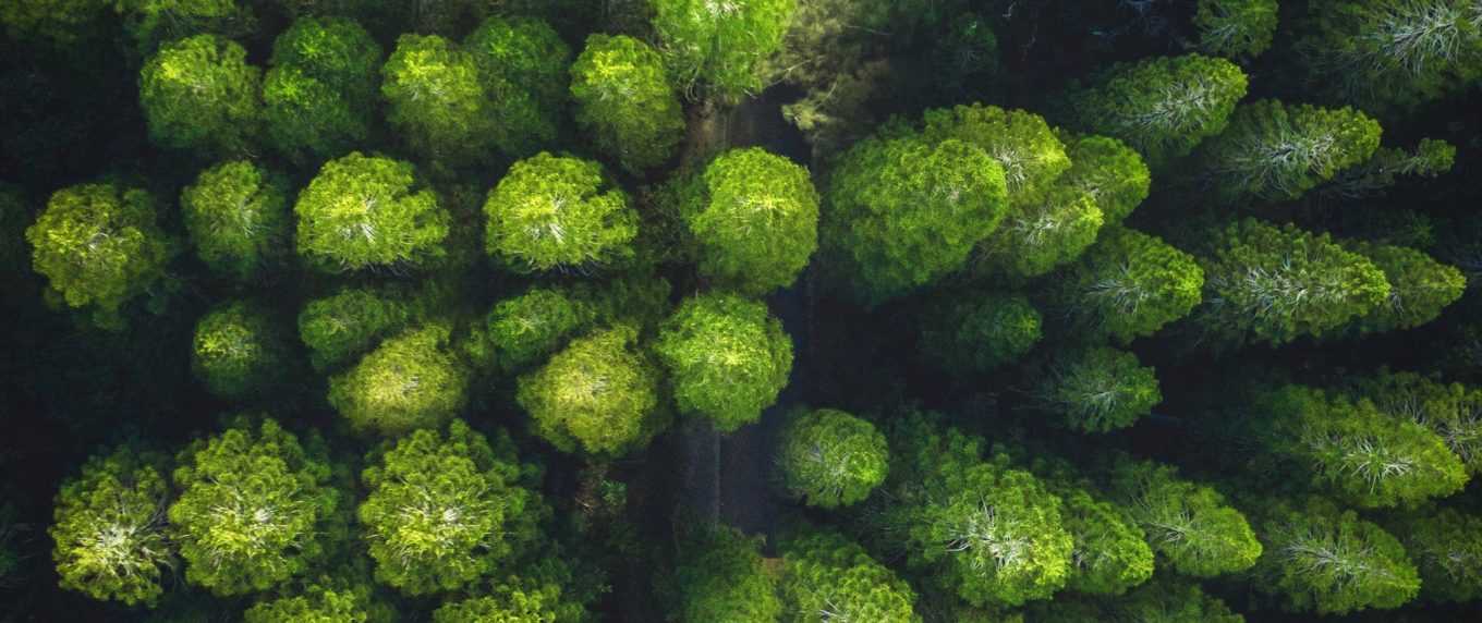 Eine Ansicht von Bäumen in einem Wald in Wien.